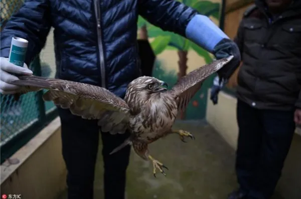 雾霾太大无法捕食 猛禽饿晕掉落田间