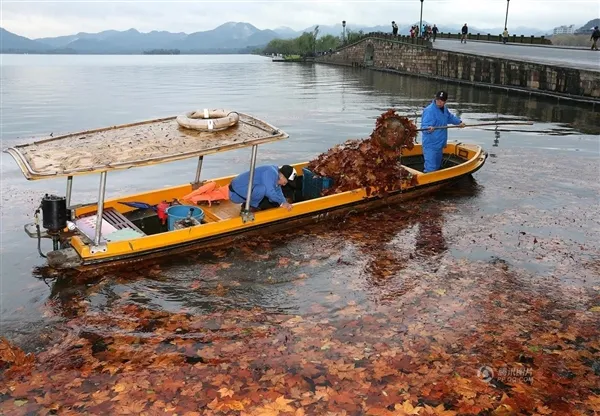 醉人尤物：落叶铺满西湖美到窒息