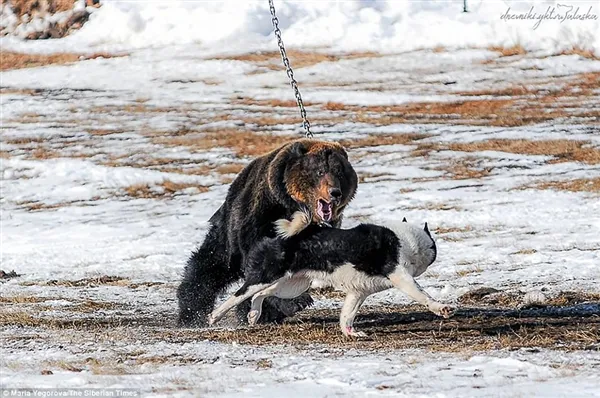 战斗民族用铁链拴住棕熊任由猎犬攻击：画面太惨烈