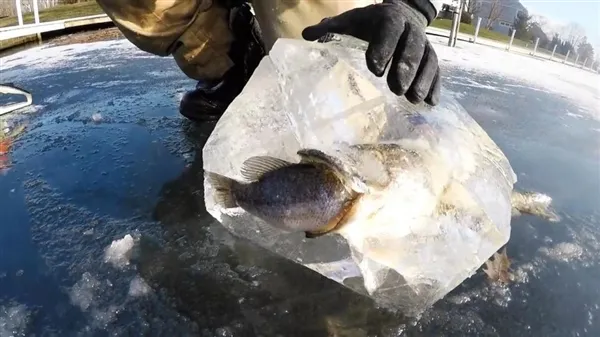 鱼出水面瞬间湖水结冰：这画面太罕见