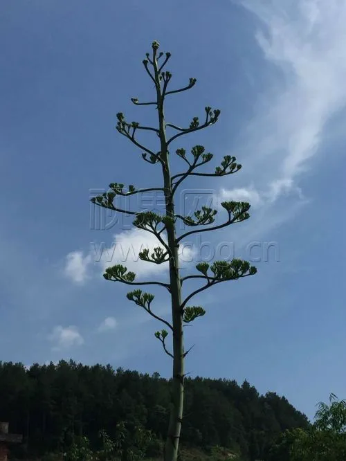 芦荟罕见开花 培育30年长到2层楼高