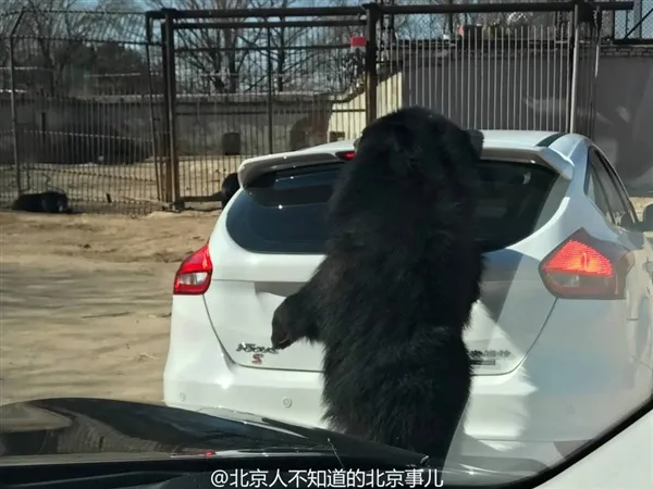 北京八达岭野生动物园老虎咬人后 又见黑熊围车