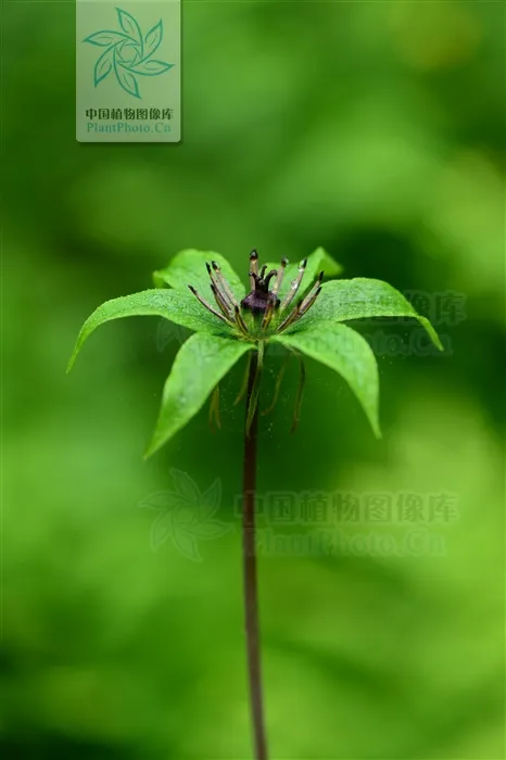 《芈月传》中救下嬴荡的