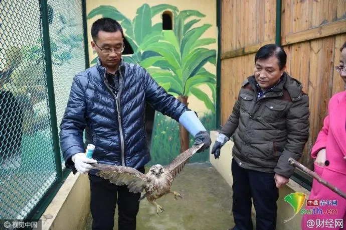 乱世奇闻 河南雾霾太重 猛禽觅食难饿晕在田间