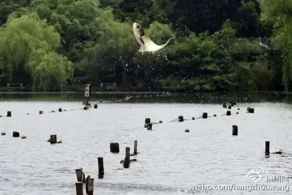 西湖“鱼跃龙门”奇景：大白鲢一蹦三尺高