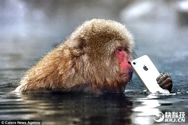 日本雪猴顽劣：夺游客iPhone 泡水戏耍