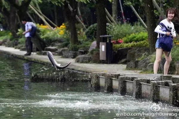 西湖“鱼跃龙门”奇景：大白鲢一蹦三尺高