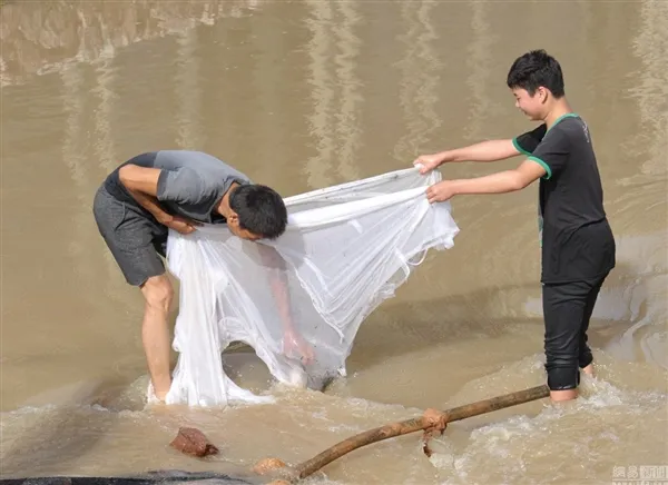 画面带感！暴雨后市民蜂拥下河抓鱼：挖掘机蚊帐上阵