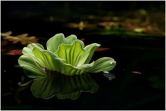 水白菜入侵长江变物种杀手：美丽萌物缘何成祸害