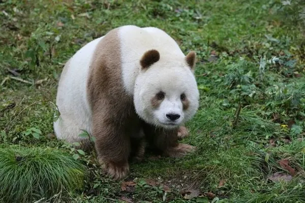 全球唯一棕色大熊猫越来越胖：奶油巧克力球