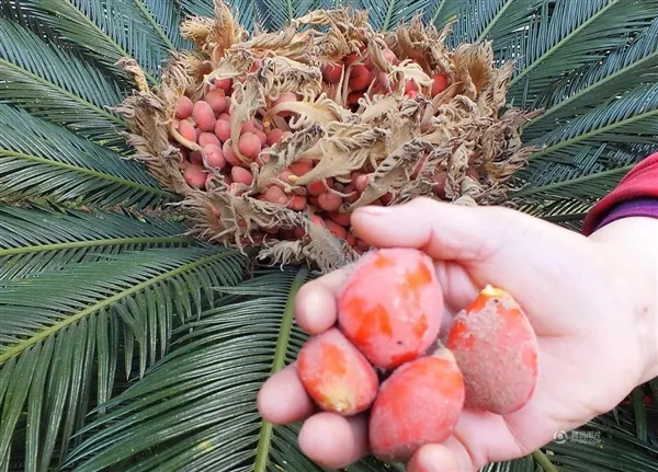 “活化石”铁树开花结果似鸟巢：千载难逢