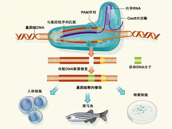 《自然》快速评审：“基因魔剪”家族添新成员