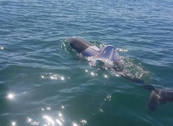 澳大利亚动物保护部门正在寻找一头被背心困住的海豚