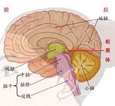 人类真的曾有第三只眼吗？