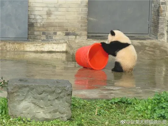 激萌！奶妈收走玩具小马 大熊猫福顺怒而打滚