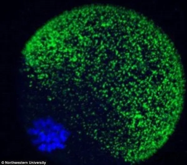 科学家探明精卵结合后结构：两者首次相遇景象震撼