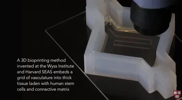 哈佛教授3D生物打印出血管化组织