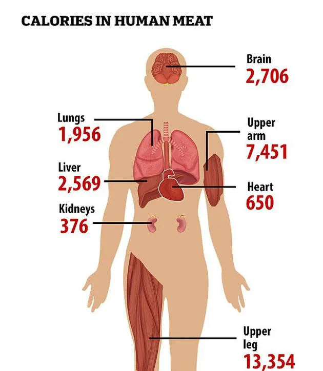 人类祖先的食人现象：可能并非为满足营养所需