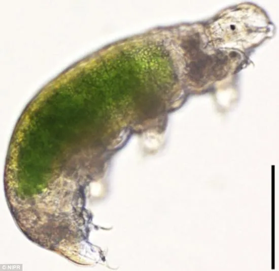 生命力顽强！冰冻30年水熊虫解冻后复苏