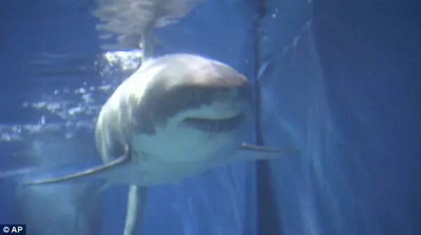 罕见！野生大白鲨在日本水族馆绝食3天而亡