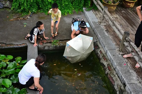 荷花池观赏鱼探头取氧 郑州市民抄雨伞捕捞