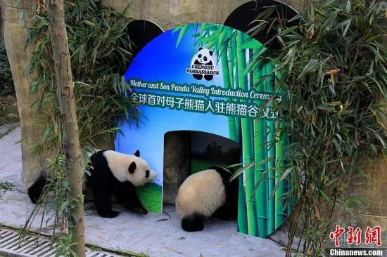 成都大熊猫“奇珍”产仔 第六次做妈妈经验十足
