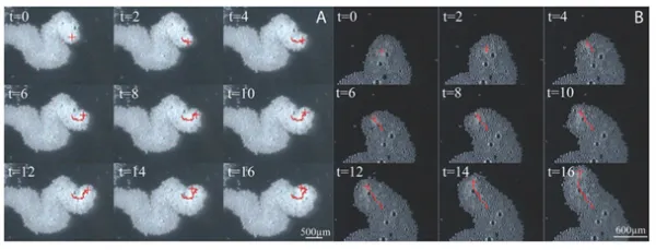 科学家3D打印出可在人体内运动的蚕丝微型火箭