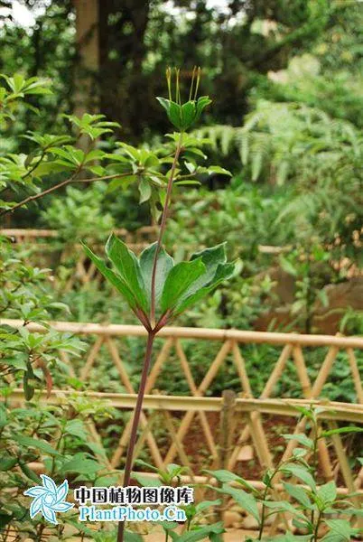 《芈月传》救命神草揭秘：七叶一枝花