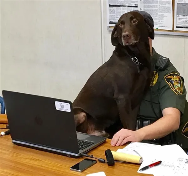 警犬拍严肃证件照不断亲吻主人 网友感动