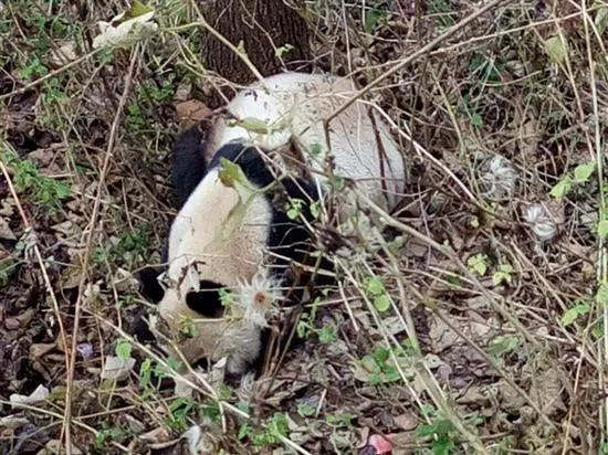 四川目击野生大熊猫下山：啃食村民山羊