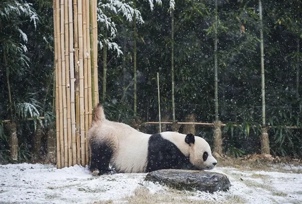 首尔初雪 旅韩大熊猫满地撒欢、卖萌抢镜