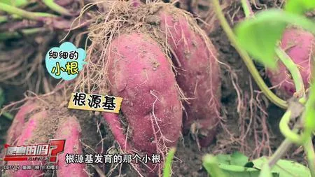 土豆/红薯是根是茎?原来这些年都错了