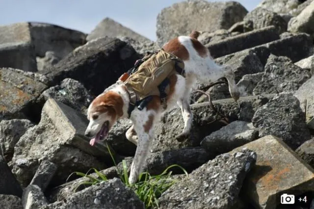 日本研发搜救犬智能背心 可直播搜救现场(图)