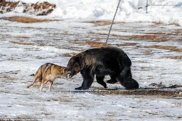 战斗民族用铁链拴住棕熊任由猎犬攻击：画面太惨烈