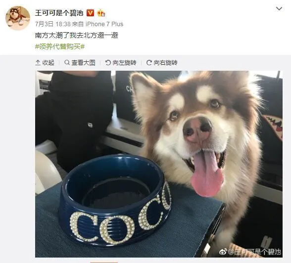 另类“网红”王可可：一条宠物犬的掘金之路