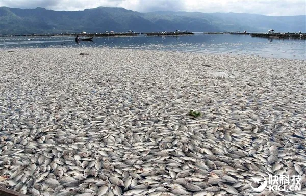 美国佛州海岸死鱼堆积 触目惊心