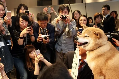 [图]表情傲娇 日本超萌柴犬全球数百万粉丝