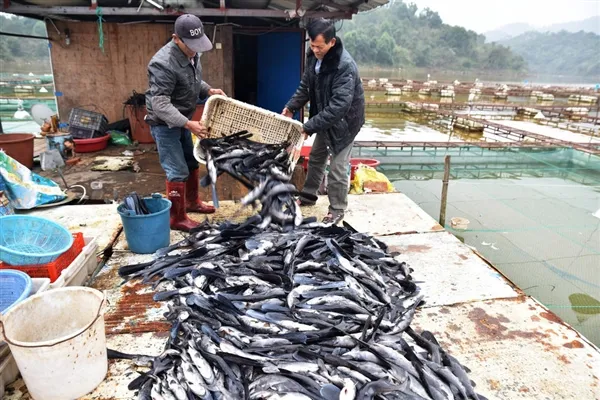 太惨了：寒潮冻死广西300万斤鱼 卖不出去