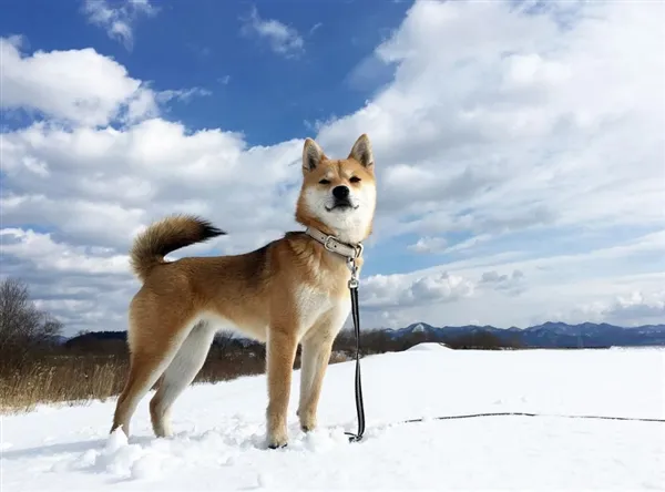 慢镜头下的柴犬 竟有种诗情画意的感觉