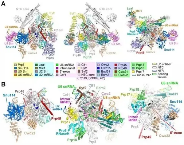 施一公等在《科学》发文报道酵母剪接体三维结构