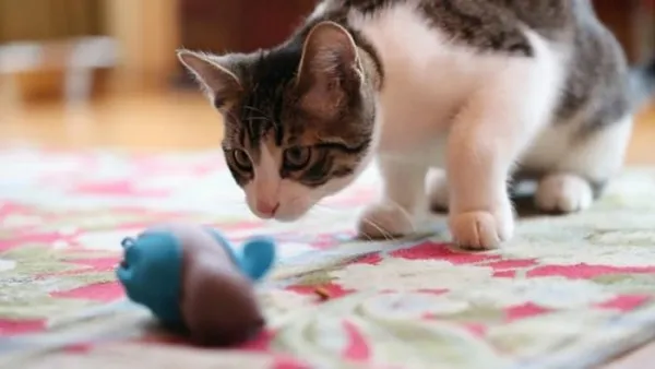 NoBowl猫喂食系统 帮助猫星人找回捕食天性