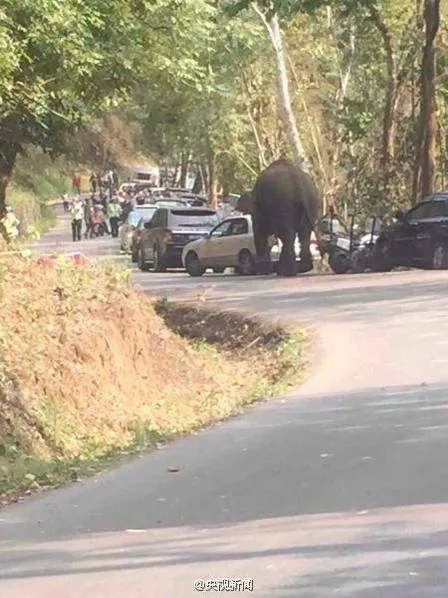 太任性！云南西双版纳野象冲上主路 连撞14辆车