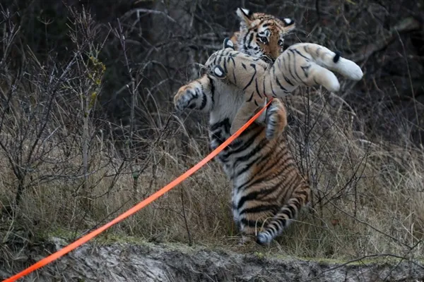 德国小老虎被人类养大 活成了一只宠物狗