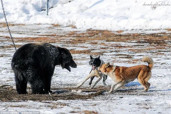 战斗民族用铁链拴住棕熊任由猎犬攻击：画面太惨烈