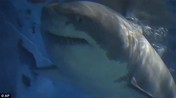 罕见！野生大白鲨在日本水族馆绝食3天而亡