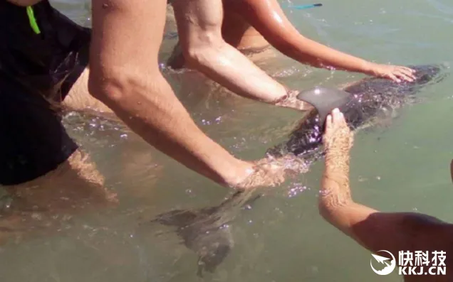 海豚宝宝海边搁浅 游客只顾拍照将其“玩”死