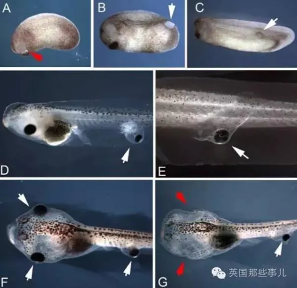 科学家把蝌蚪眼睛抠下来装到屁股上 居然照样能用