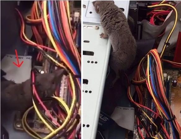 打开电脑机箱惊见老鼠：“探险”失败被电线缠住
