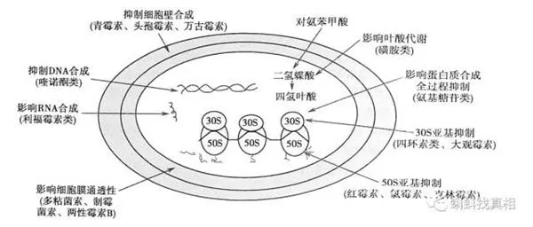 藿香正气水和头孢一起服用会死人？真相在这儿