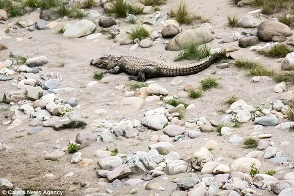 颜面尽失！凶残鳄鱼被小水獭吓尿：缩尾巴认怂